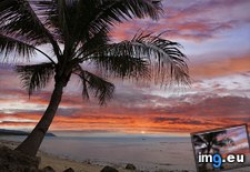 Tags: bohol, coconut, island, palm, philippines, sunset (Pict. in Beautiful photos and wallpapers)