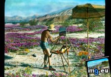 Tags: abronia, artist, california, colorado, desert, landscape, painting, sand, verbena, villosa, wildflowers (Pict. in Branson DeCou Stock Images)