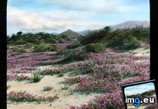 Tags: abronia, california, colorado, desert, dunes, sand, shrubs, verbena, villosa (Pict. in Branson DeCou Stock Images)