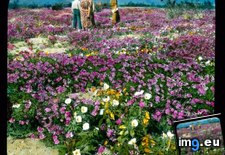 Tags: california, colorado, desert, evening, field, primrose, sand, spectat, verbena, wildflowers (Pict. in Branson DeCou Stock Images)