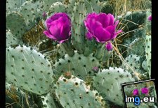 Tags: basilaris, beavertail, blossoms, cactus, california, colorado, desert, flowering, opuntia (Pict. in Branson DeCou Stock Images)
