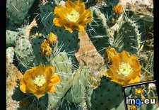 Tags: blossoms, cactus, california, colorado, desert, erinacea, flowering, opuntia, pear, prickly (Pict. in Branson DeCou Stock Images)