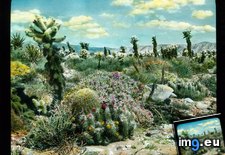 Tags: barrel, cactus, california, cholla, colorado, desert, flowering, hedgehog, landscape (Pict. in Branson DeCou Stock Images)