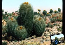Tags: barrel, cactus, california, colorado, cylindraceus, desert, ferocactus, flowering, landscape (Pict. in Branson DeCou Stock Images)