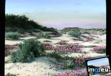 Tags: abronia, california, colorado, desert, landscape, sand, shrubs, verbena, villosa (Pict. in Branson DeCou Stock Images)