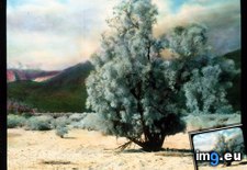 Tags: california, colorado, desert, landscape, psorothamnus, smoke, spinosus, trees (Pict. in Branson DeCou Stock Images)
