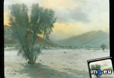 Tags: california, colorado, desert, landscape, psorothamnus, smoke, spinosus, trees (Pict. in Branson DeCou Stock Images)