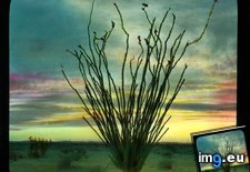 Tags: blossoms, california, colorado, desert, few, fonquieria, ocotillo, shrubs, splendens (Pict. in Branson DeCou Stock Images)