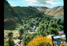 Tags: california, canyon, colorado, desert, palm, palms, springs, stream, washington, wildflowers (Pict. in Branson DeCou Stock Images)