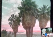 Tags: california, colorado, desert, palms, trees (Pict. in Branson DeCou Stock Images)