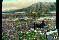 Tags: black, california, colorado, desert, dog, evening, primrose, sand, shrubs, small, verbena, wildflowers (Pict. in Branson DeCou Stock Images)
