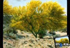 Tags: california, cercidium, colorado, desert, flowering, palo, tree, verde (Pict. in Branson DeCou Stock Images)