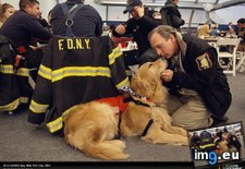 Tags: comfort, dog, fdny, newyork, york (Pict. in National Geographic Photo Of The Day 2001-2009)