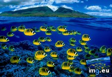 Tags: butterflyfish, composite, hawaii, maui, raccoon, underwater (Pict. in Bing Photos November 2012)