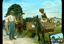 Tags: collectors, connemara, donkey, drawn, horse, laden, peat (Pict. in Branson DeCou Stock Images)