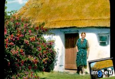 Tags: bush, connemara, cottage, front, fuschia, large, woman (Pict. in Branson DeCou Stock Images)