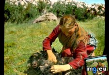 Tags: connemara, shearing, sheep, woman (Pict. in Branson DeCou Stock Images)