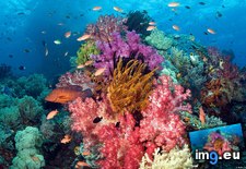 Tags: coral, indonesia, papua, reef, west (Pict. in 1920x1200 wallpapers HD)