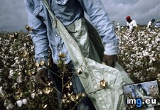 Tags: cotton, pickers (Pict. in National Geographic Photo Of The Day 2001-2009)