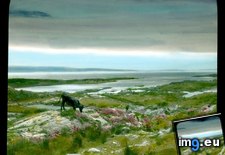 Tags: bay, coastal, county, glenbeigh, kenmare, kerry, landscape, road (Pict. in Branson DeCou Stock Images)