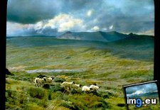 Tags: coomacarrea, county, grazing, kerry, mountain, pass, sheep (Pict. in Branson DeCou Stock Images)