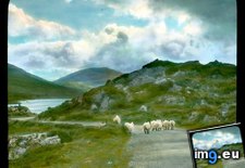 Tags: caragh, county, kerry, landscape, lough, road, sheep (Pict. in Branson DeCou Stock Images)
