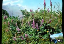 Tags: county, foxgloves, wicklow (Pict. in Branson DeCou Stock Images)