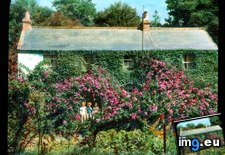 Tags: children, county, front, house, roses, sitting, wicklow (Pict. in Branson DeCou Stock Images)