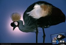 Tags: crane, crested, nichols (Pict. in National Geographic Photo Of The Day 2001-2009)