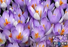 Tags: crocus, flowers (Pict. in Beautiful photos and wallpapers)