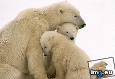 Tags: bear, cubs, cuddling, mother, polar (Pict. in Beautiful photos and wallpapers)