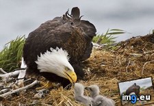 Tags: animals, baby, bald, cute, daily, eagles, squee (Pict. in LOLCats, LOLDogs and cute animals)