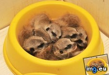 Tags: animals, bowl, cute, daily, meerkats, squee (Pict. in LOLCats, LOLDogs and cute animals)
