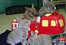 Tags: animals, bunday, bunny, bus, cute, daily, squee (Pict. in LOLCats, LOLDogs and cute animals)