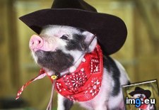 Tags: animals, cowboy, cute, daily, piglet, squee (Pict. in LOLCats, LOLDogs and cute animals)
