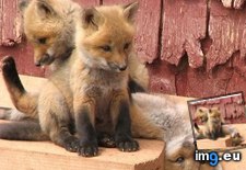 Tags: animals, cute, daily, foxy, squee, trio (Pict. in LOLCats, LOLDogs and cute animals)