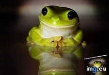 Tags: animals, cute, daily, friendly, frog, squee (Pict. in LOLCats, LOLDogs and cute animals)