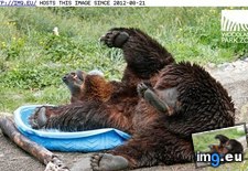 Tags: animals, cute, daily, grizzly, kiddy, pool, squee (Pict. in LOLCats, LOLDogs and cute animals)