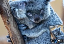 Tags: animals, cute, daily, koalaing, squee (Pict. in LOLCats, LOLDogs and cute animals)