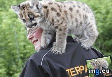 Tags: animals, cute, daily, ocelot, piggyback, squee (Pict. in LOLCats, LOLDogs and cute animals)