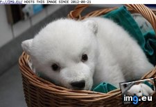 Tags: animals, bear, cute, daily, delivery, polar, squee (Pict. in LOLCats, LOLDogs and cute animals)