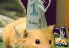 Tags: animals, birthday, cute, daily, hamster, reader, squee (Pict. in LOLCats, LOLDogs and cute animals)