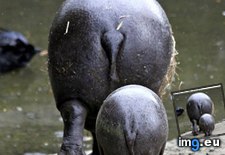 Tags: animals, bye, cute, daily, hippos, spree, squee (Pict. in LOLCats, LOLDogs and cute animals)