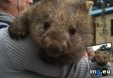 Tags: animals, cute, daily, hugs, spree, squee, wombat (Pict. in LOLCats, LOLDogs and cute animals)