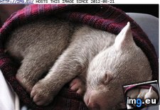 Tags: animals, cute, daily, hat, spree, squee, wombat (Pict. in LOLCats, LOLDogs and cute animals)