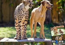 Tags: cheeta, cheetah, cute, dog, friends, growing (Pict. in Rehost)