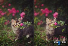 Tags: cute, double, flowers, kitten, photo, smells, wallpaper (Pict. in Rehost)