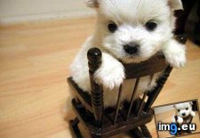 Tags: chair, cute, puppy (Pict. in Rehost)