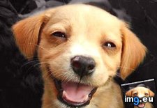 Tags: cute, funny, pup, smile (Pict. in Cute Puppies)