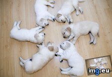 Tags: circle, cute, desktop, laying, puppies, ubuntu, wallpaper (Pict. in Rehost)
